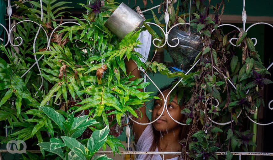 Las plantas de mis vecinos nunca han estado tan verdes.
