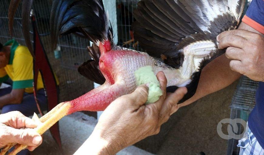 Gallo fino de pelea en Cuba. Después de cada pelea, los gallos se refrescan con una esponja húmeda. Foto: Enrique Torres.