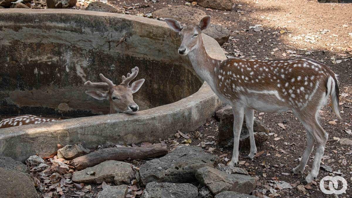 Zoo 26 4.jpg