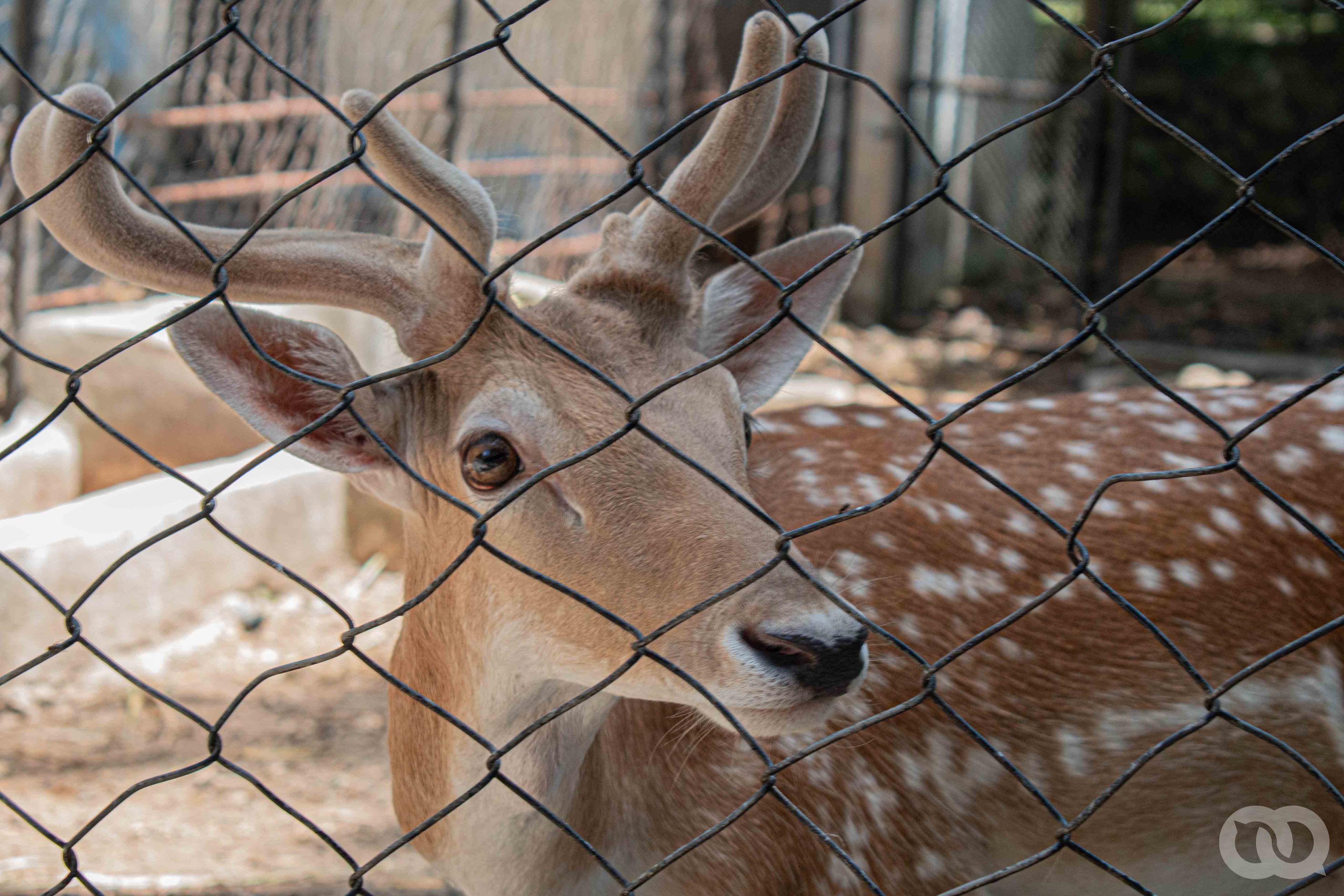 Zoo 26 7.jpg