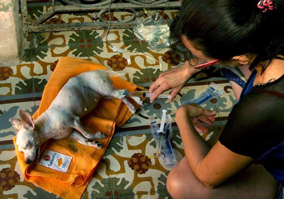 veterinaria-de-cuba.jpg