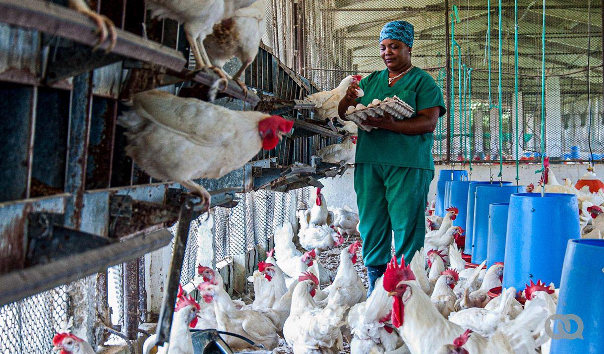 La influenza aviar y los peligros para Cuba