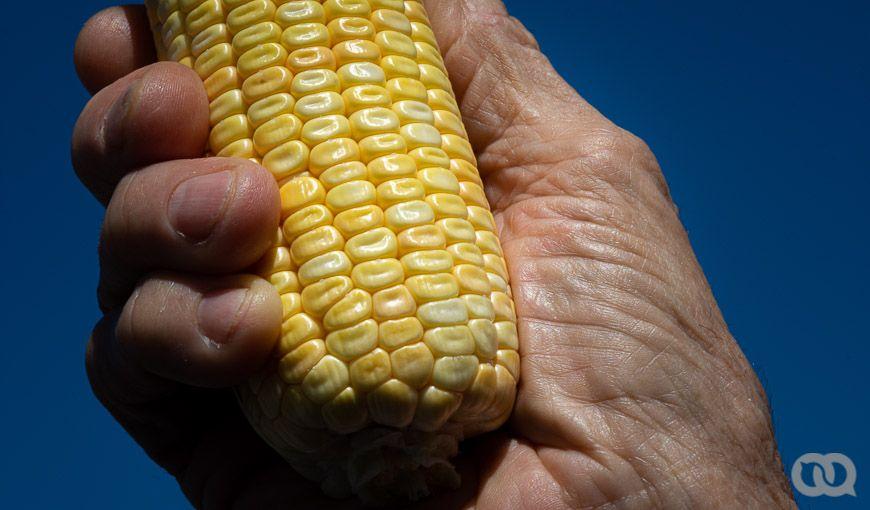 Una anciana sostiene en sus manos una mazorca de maíz.