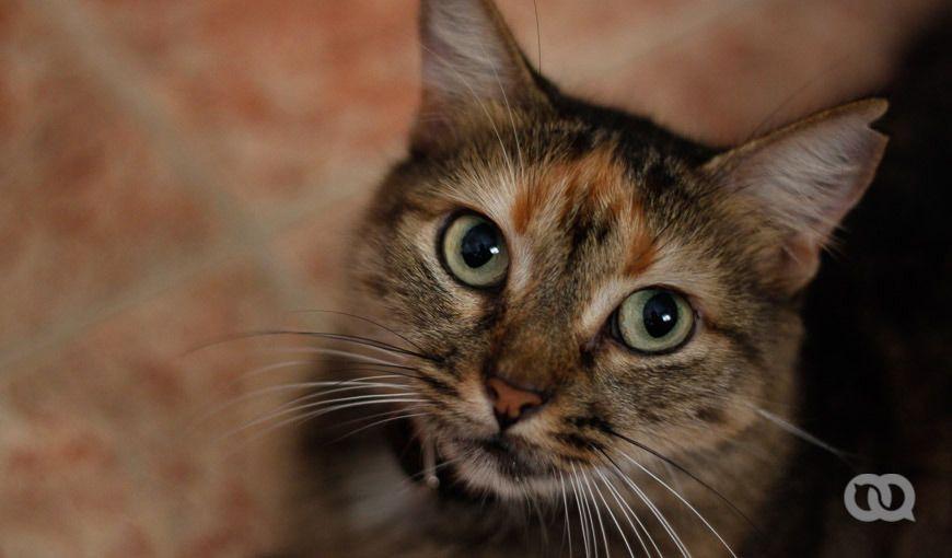 gato Cuba sancionan a cubanos que asesinaron a un gato con el Decreto Ley 31 de Bienestar Animal