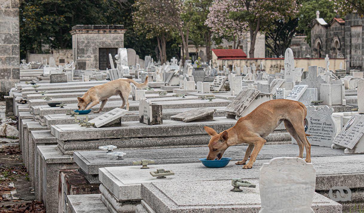 Los perros del cementerio