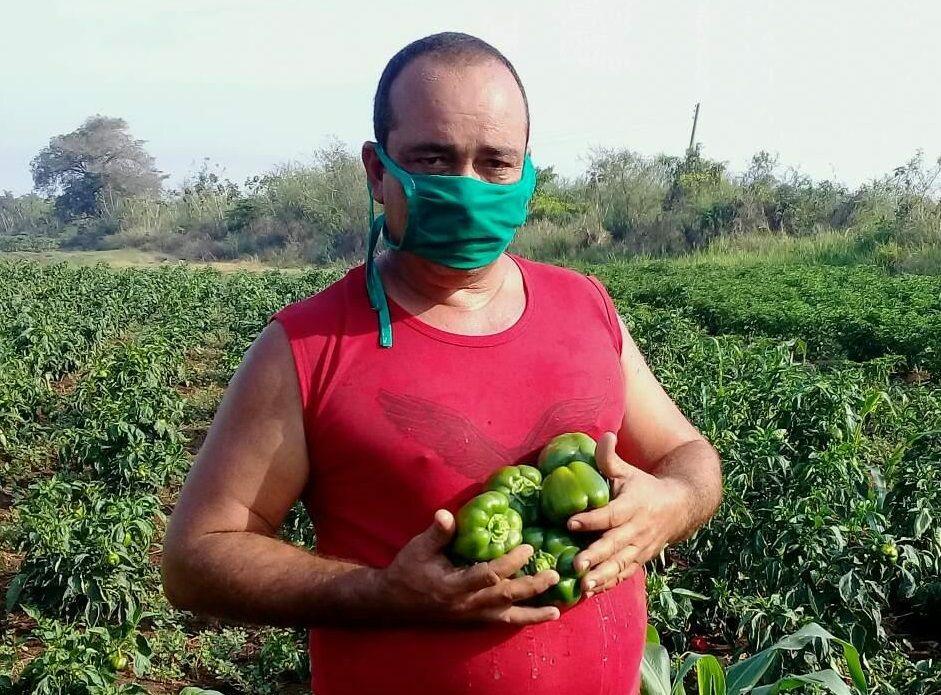 La agricultura cubana es la principal apuesta para soportar el impacto de la pandemia por la COVID-19 en el país. Foto: Lisandra Medina