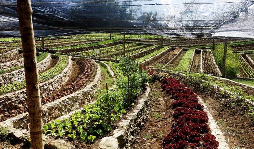“La agricultura cubana no necesita producir más”