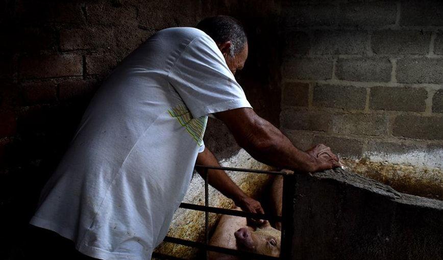¿Qué pasa cuando el Estado deja de comprar carne de cerdo en Placetas?