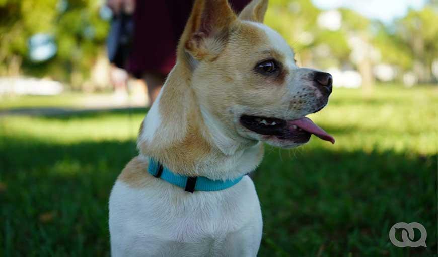 Perro mascota con collar en parque yerba verde. Foto: El Toque.