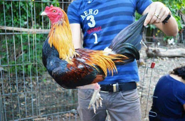 Peleas de gallos en Cuba: ¿Tradición perdida o causa prohibida?