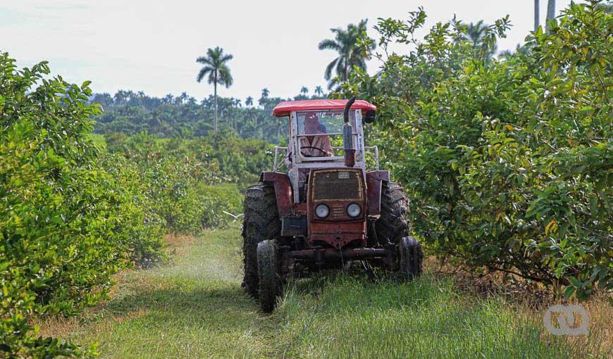 Cuatro de cada cinco tractores en Cuba tienen más de 15 años de explotación y presentan tecnologías obsoletas con un deterioro de sus principales componentes. En el mes de febrero serán vendidos 1o tractores por el grupo empresarial Gelma. Foto: Hitch.
