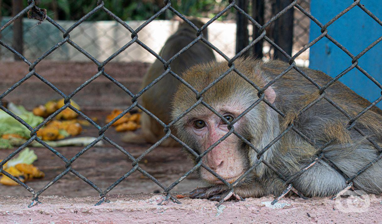zoológico mono jaula