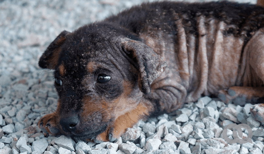 Los perros enfermos son los más vulnerables al maltrato porque las personas los apartan. Foto: Kyn Torres (elTOQUE)