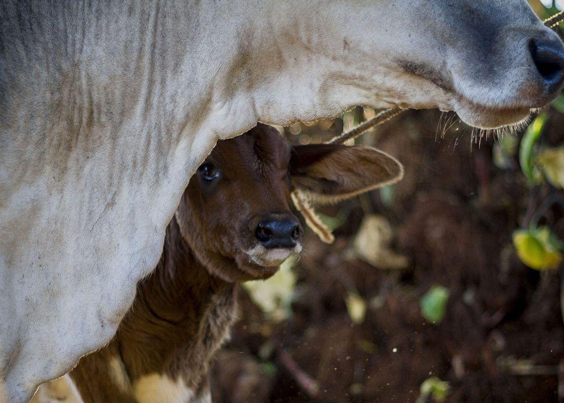 Una vaca y su ría en Cuba. Foto: Fernando Medina.
