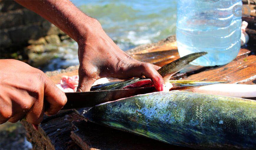 La futura Ley de Pesca y el abastecimiento de pescado en Cuba. Hablan los pescadores