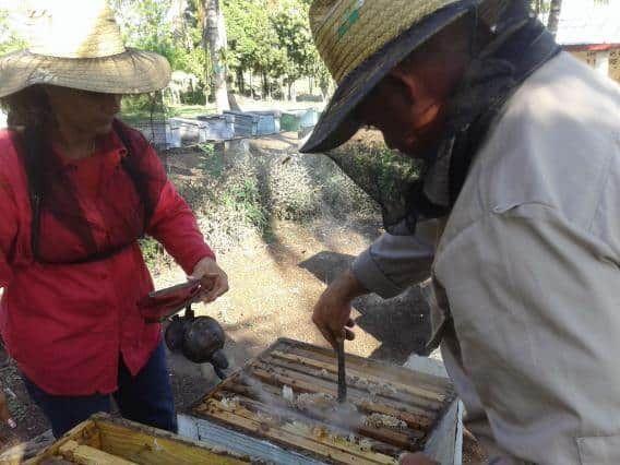 Miel agroecológica en Cuba