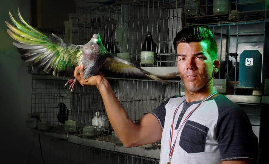 Sociedades clandestinas de palomas en Cuba