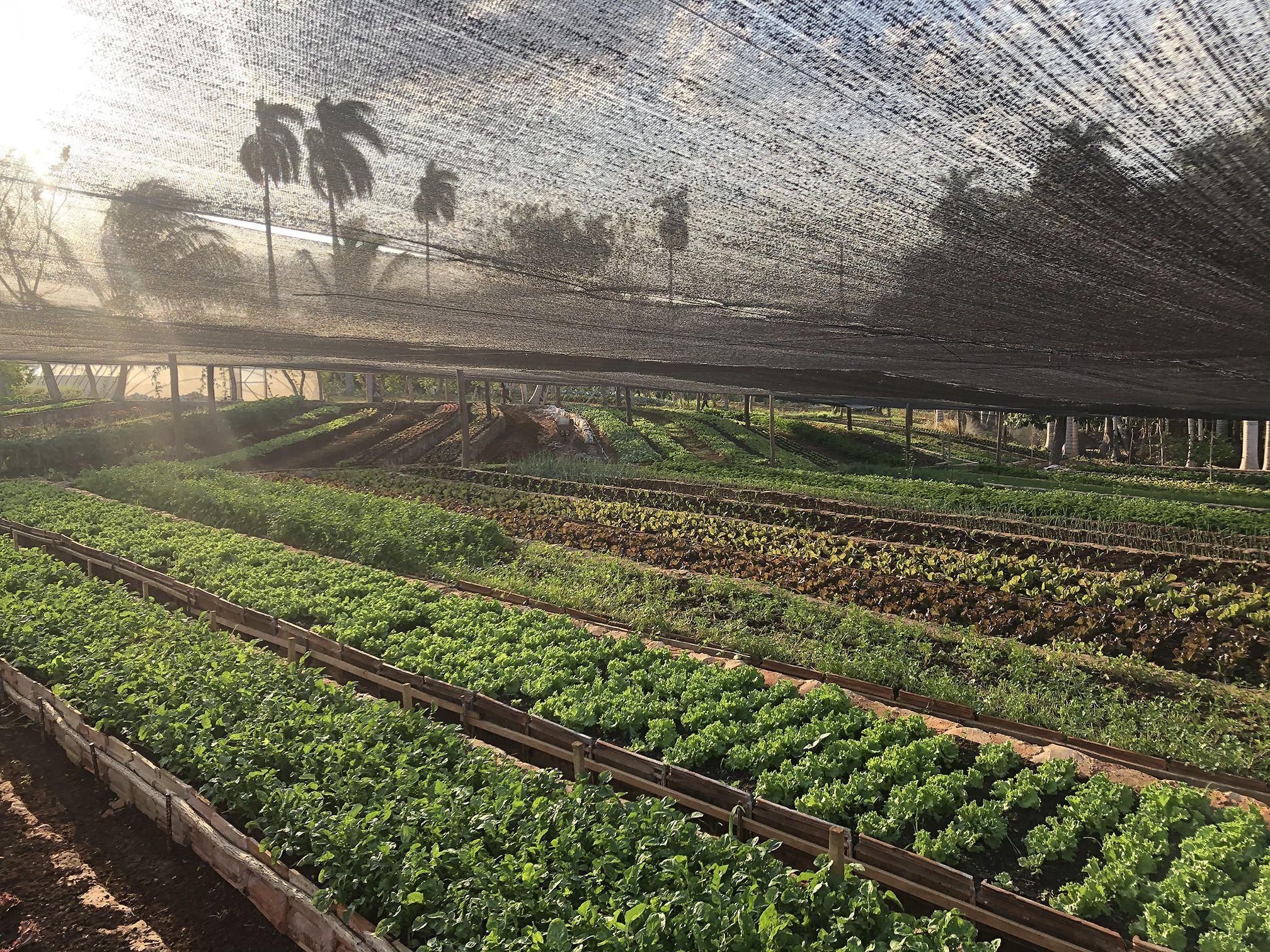 Finca Marta es un proyecto agroecológico familiar que surgió en 2011 en una finca de ocho hectáreas, en el municipio Caimito, provincia Artemisa, Cuba.