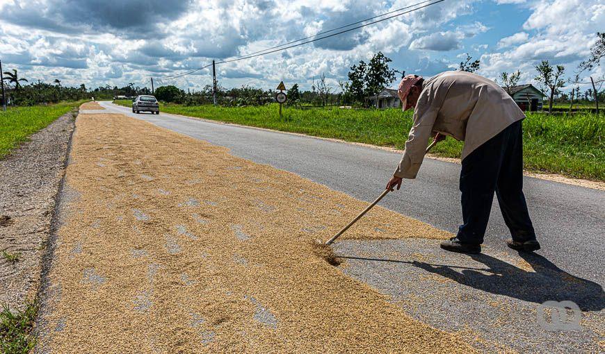 Un campesino seca su cosecha de arroz esparcida por cientos de metros sobre la carretera intermunicipal en Villa Clara. Foto: Sadiel Mederos