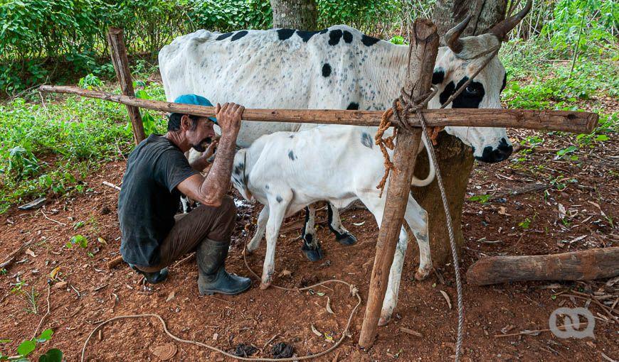 Campesino ordeñando vaca. Foto: Sadiel Mederos