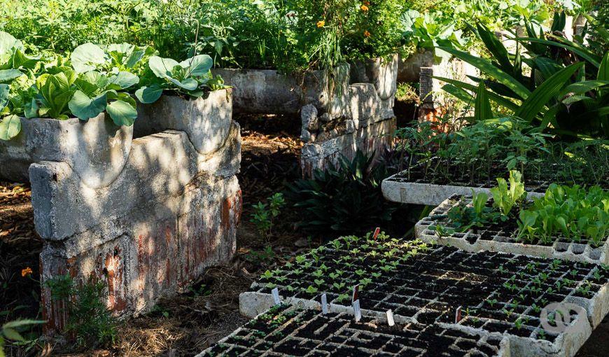 Foto: Ernesto Verdecia. Sembrado, posturas, jardín, agricultura urbana en Cuba.