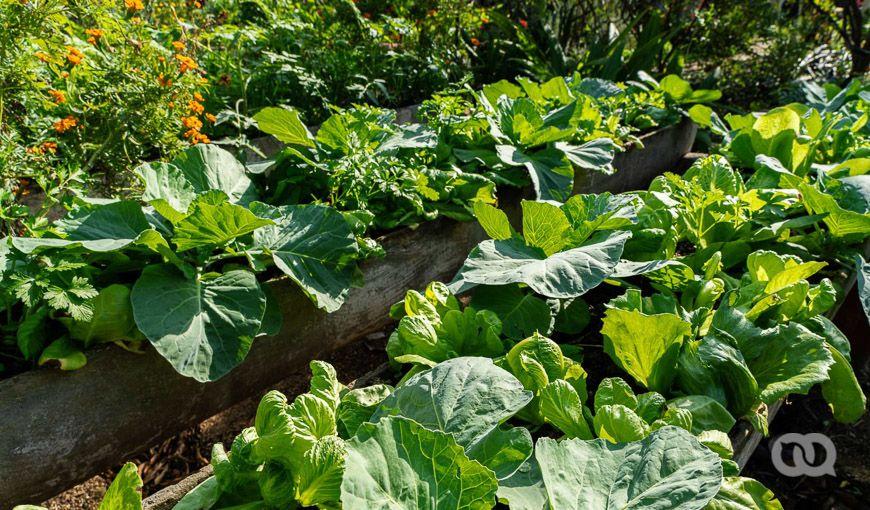 Jardín, sembrado, vegetales, agricultura urbana en Cuba, estilo de vida. Foto: Ernesto Verdecia.