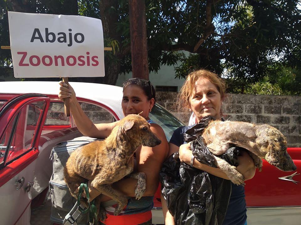 Protectores de animales rescatan a perros que se encontraban en la sede de Zoonosis. Foto: tomada del perfil de Facebook de Beatriz Batista. 