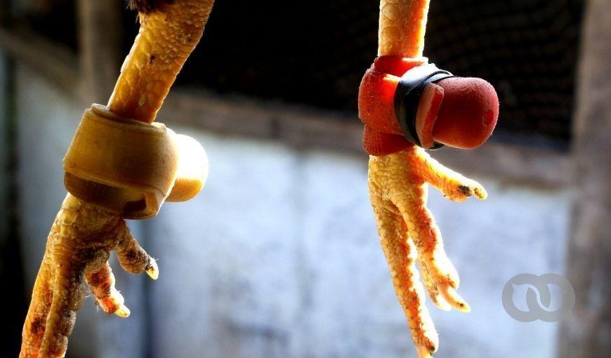 "Botas" de silicona en las espuelas, una medida de protección durante los entrenamientos de gallos finos de pelea en Cuba. Foto: Enrique Torres.