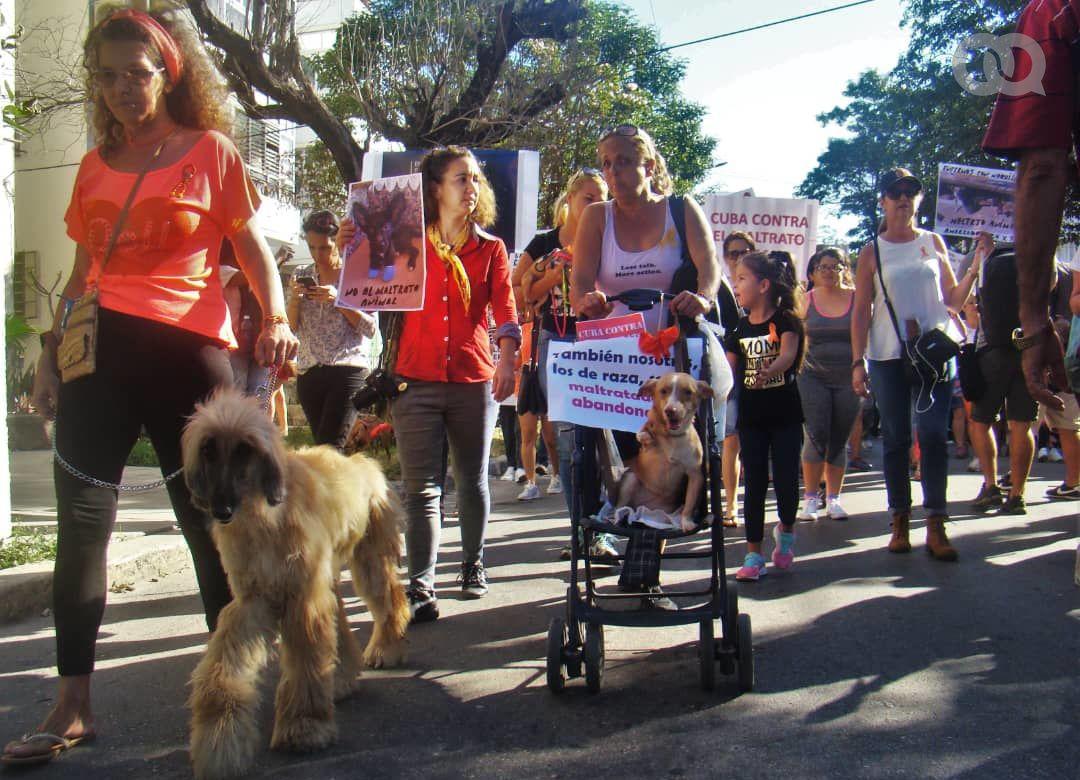 Algunas mascotas participaron cómodamente en la caminata. Foo: Pedro Sosa Tabio. 