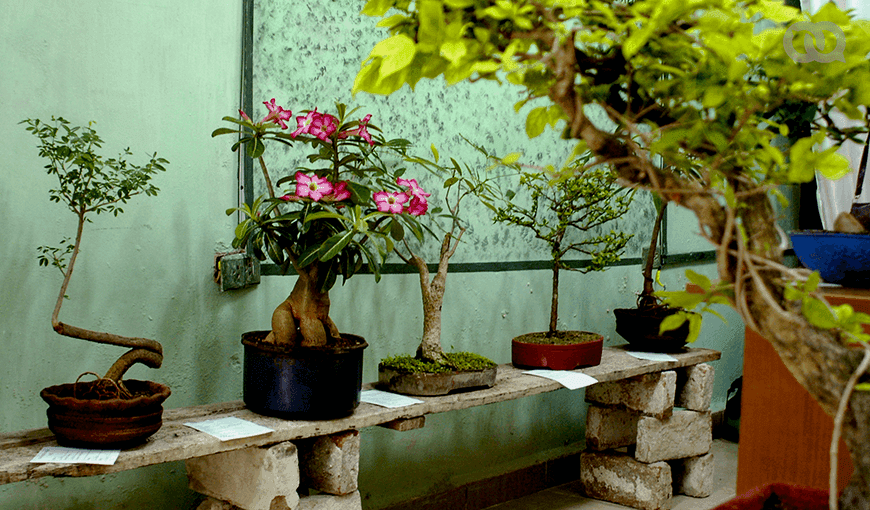 El trasplante de los bonsáis debe efectuarse cada dos o tres años, generalmente a mediados de marzo, si no se corre el riesgo de que muera la planta. Foto: Adrián Sánchez y Reynaldo Aguilera.