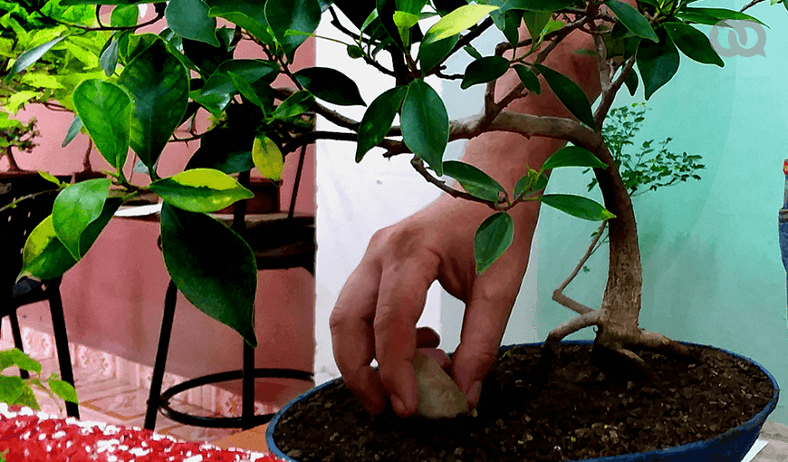 Los bonsáis fueron empleados también como herramienta bélica, se les obsequiaba un ejemplar medicinal a los soldados más ilustres durante las largas campañas. Foto: Adrián Sánchez y Reynaldo Aguilera. 