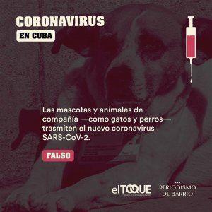 mascotas-y-coronavirus-300x300.jpg