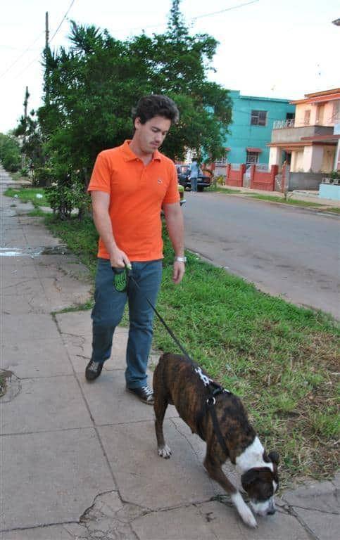 perro-Stafford-perro-niñera-perro-de-pelea-Habana-3.jpg